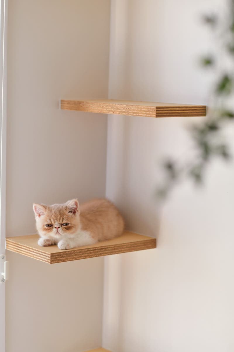 猫と暮らす家のリノベ事例
